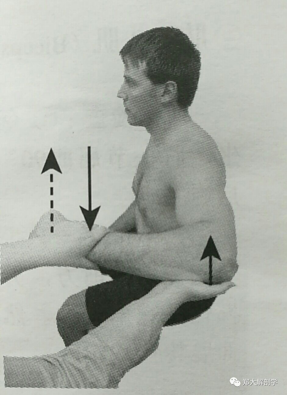 动作:肩关节外旋(肱骨头在肩关节盂内做外旋动作在外展时保持肱骨头