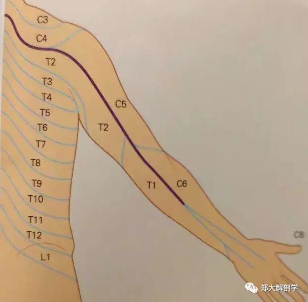 肩胛背神經1 來自頸第5神經根,支配肩胛提肌和菱形肌.