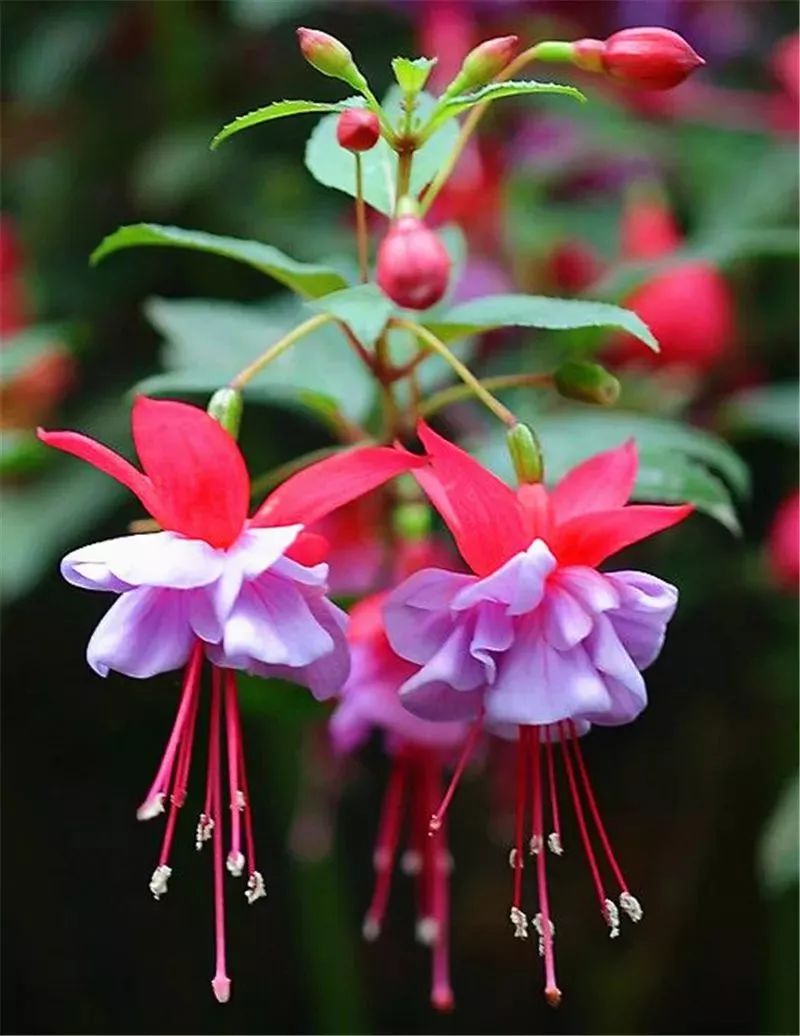 名花市花國花誰是你的心上花