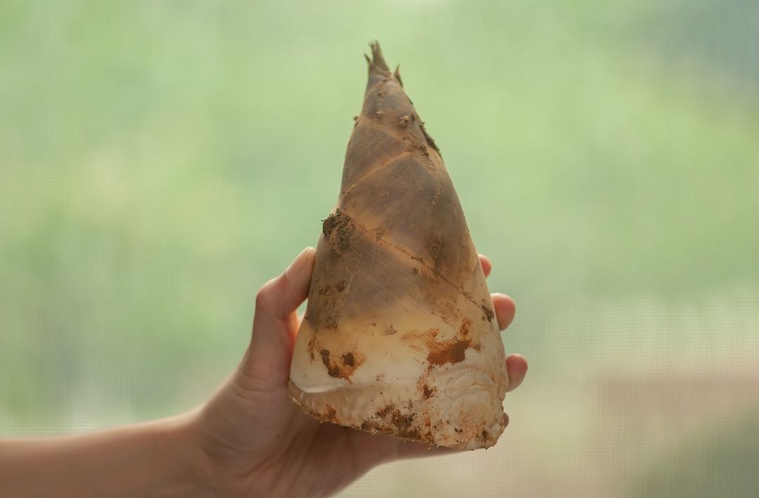 食品一看此笋与马蹄极为相似就赐名为"马蹄笋"从此成为皇家贡品马蹄笋