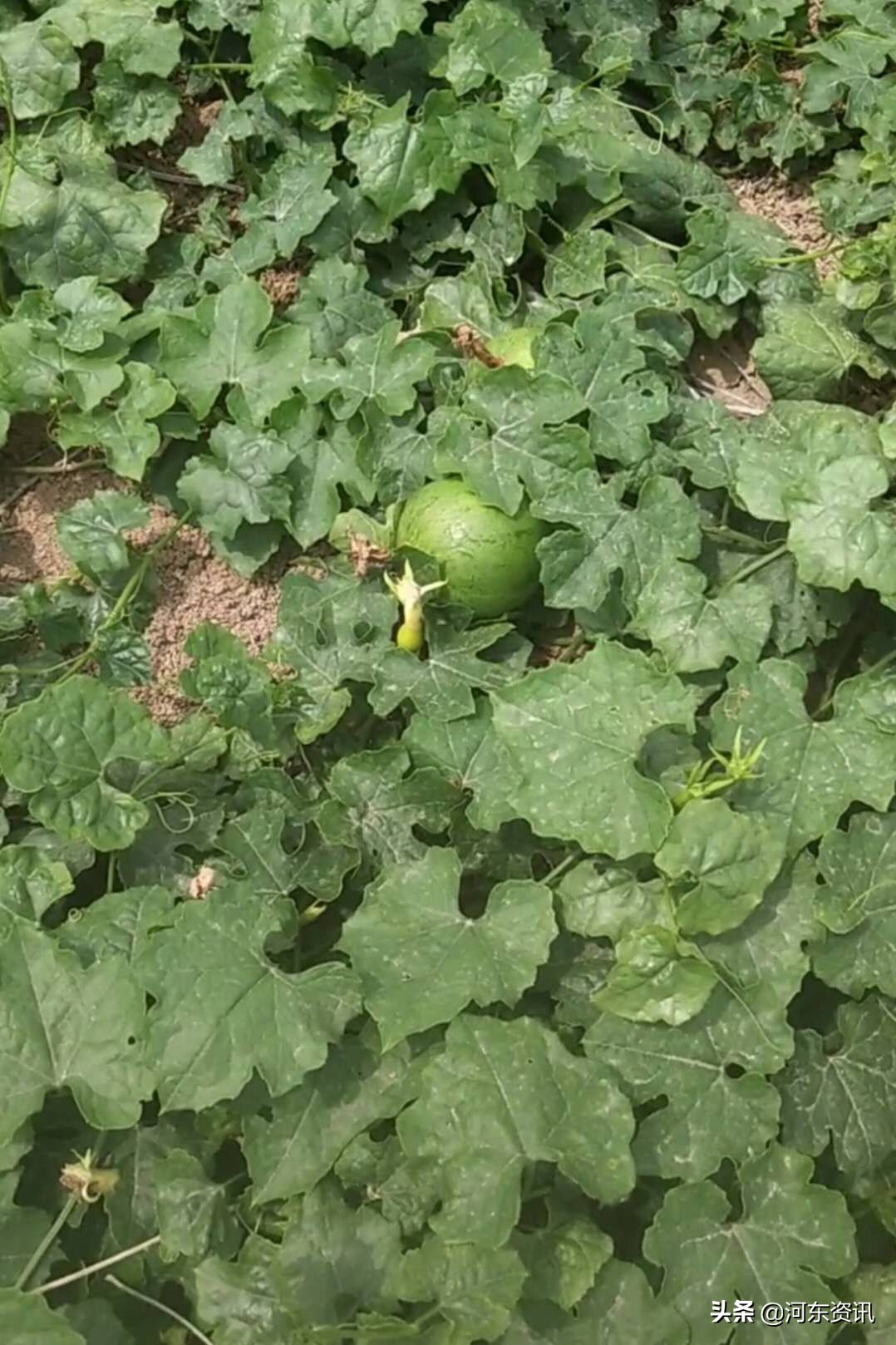 心酸!71岁农村大爷浇瓜蒌不回家,午饭,桃子就干馒头