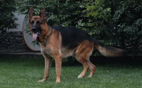 要说世界上最有钱的动物,一定是一条叫做冈瑟四世的德国牧羊犬,它坐拥