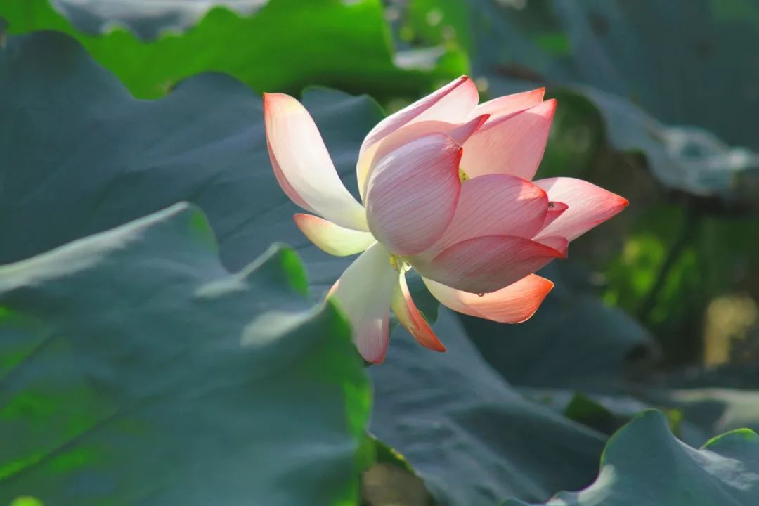 博白镇柯木村:荷花竞相绽放 风景美不胜收