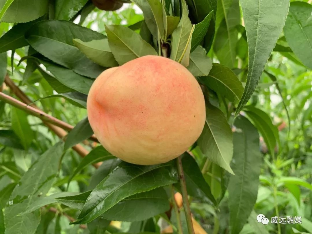 嘎嘣脆威远这个地方的桃李美味可口等你来撩