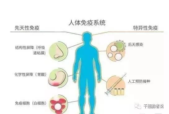 科普:人體的免疫系統是如何工作的?