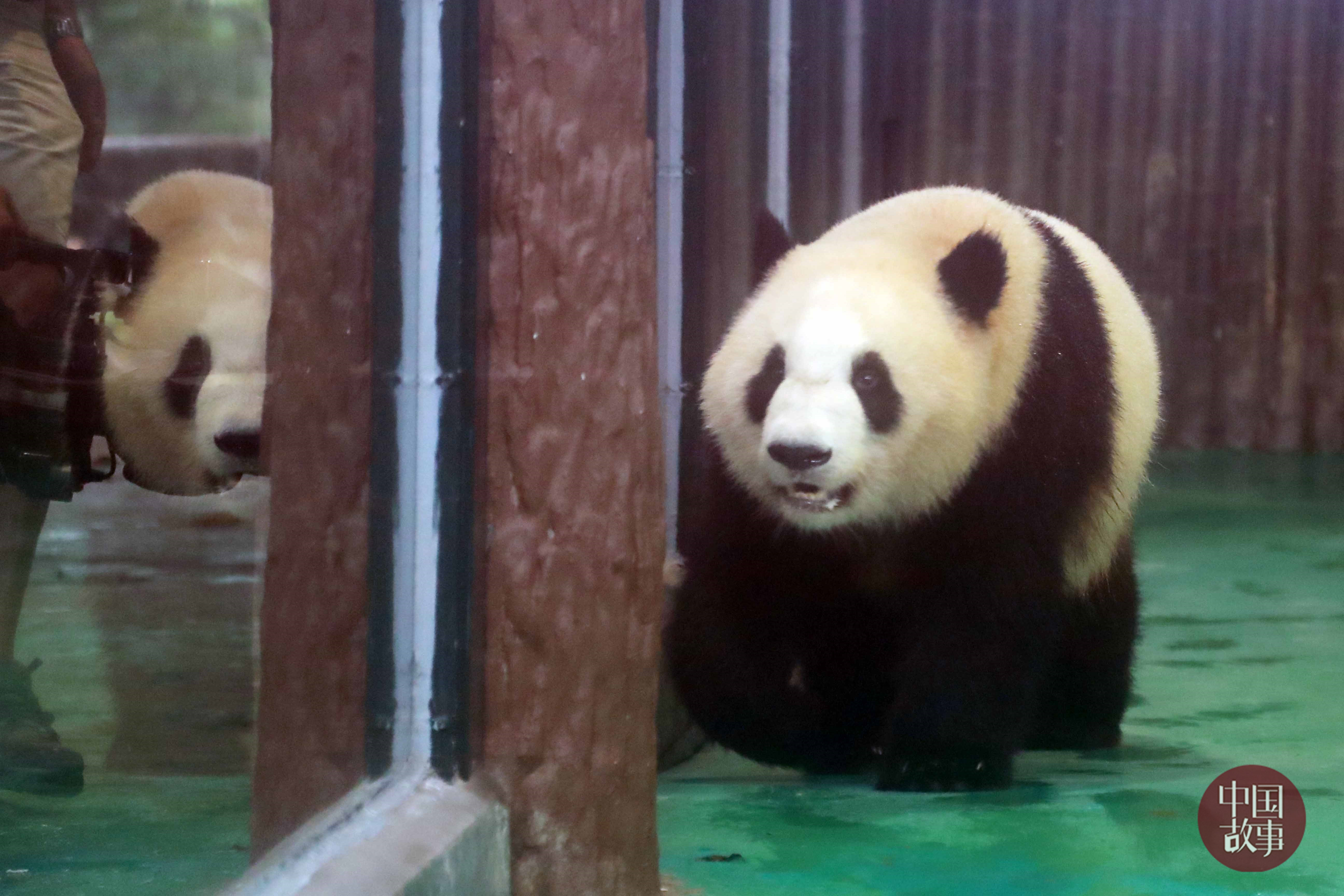 上海動物園:國寶也愛玩抱抱 熊貓寶貝一下飛機就超親暱