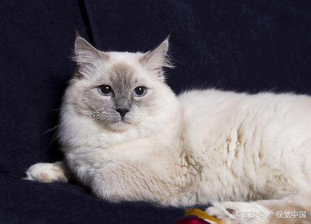 谁说猫咪都是高冷的这几个品种的猫咪黏人到黏到你嫌烦