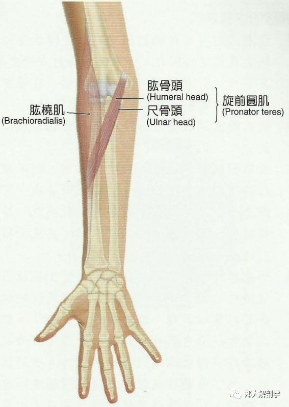 觸診:當患者在肘關節將前臂屈曲並放在旋前及旋後的中間位置去抵抗