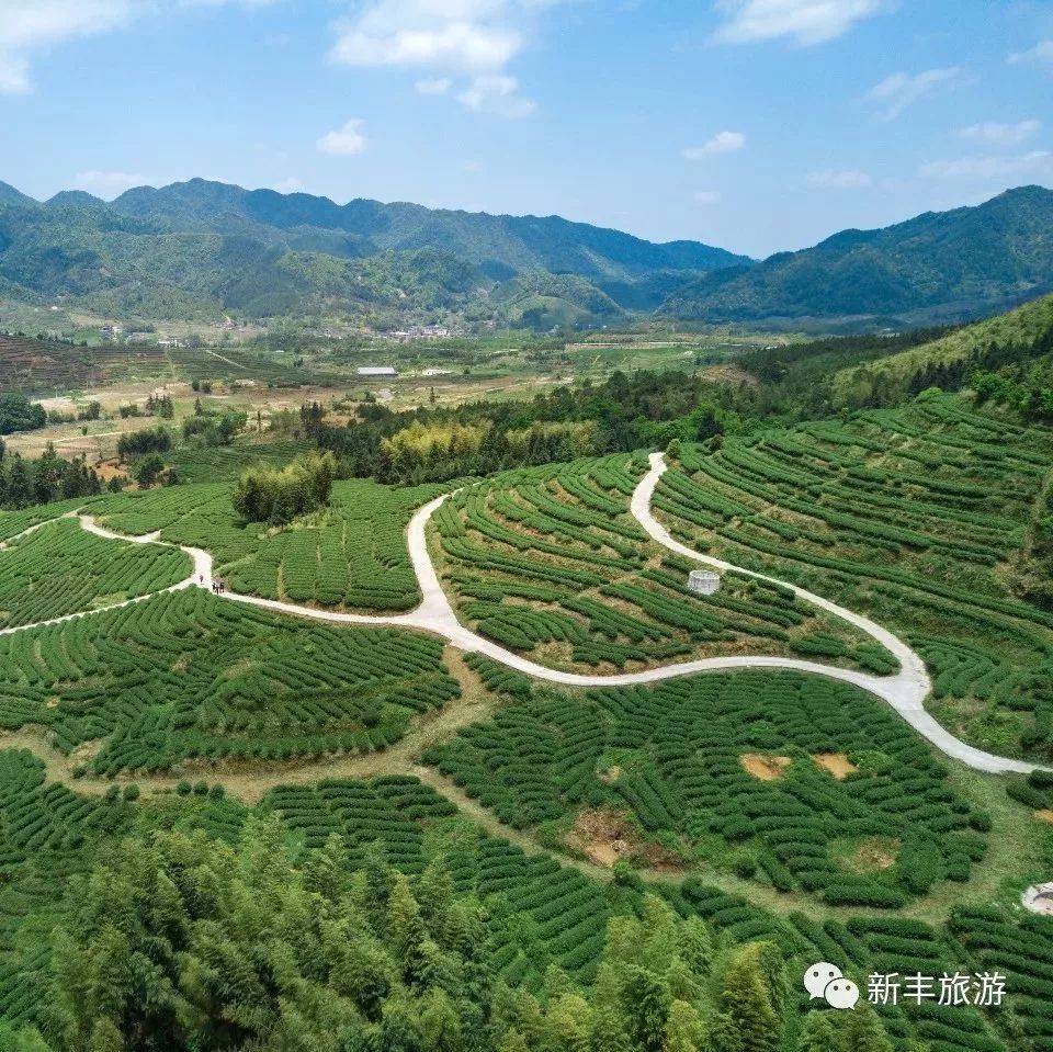 逛茶园,摘果,露营…这个夏天,来韶关开启你的健康有机之旅