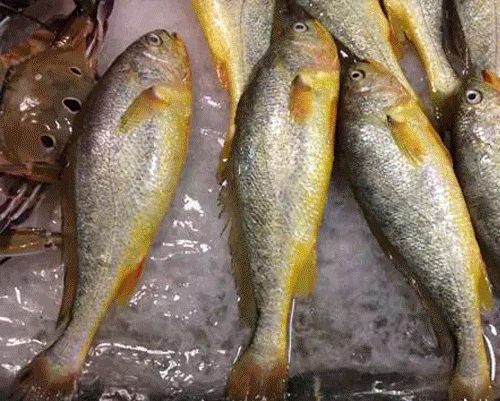 吃货福音!汕头本港就捞海鲜,刚上岸就送到家