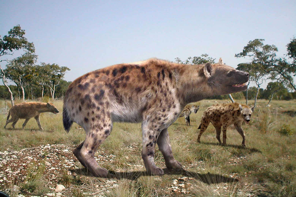为何鬣狗之间很少出现内斗?因为它们有个很好的"女王大人"