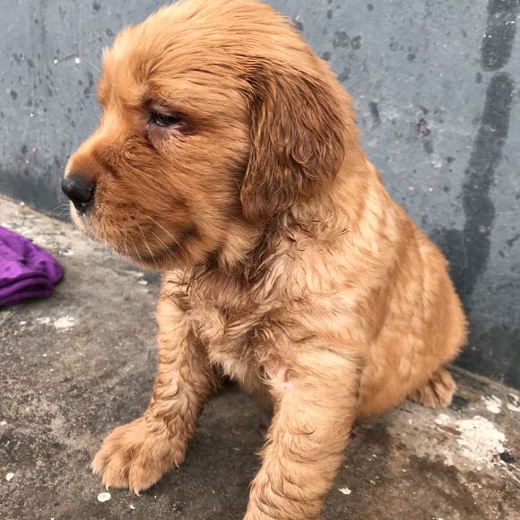 原创金毛的眼神看上去很忧郁,它小小年纪究竟在发愁什么