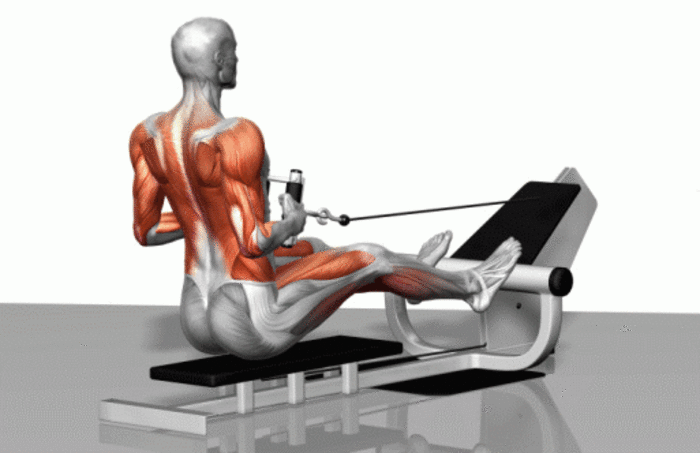 划船机锻炼背部肌肉图片