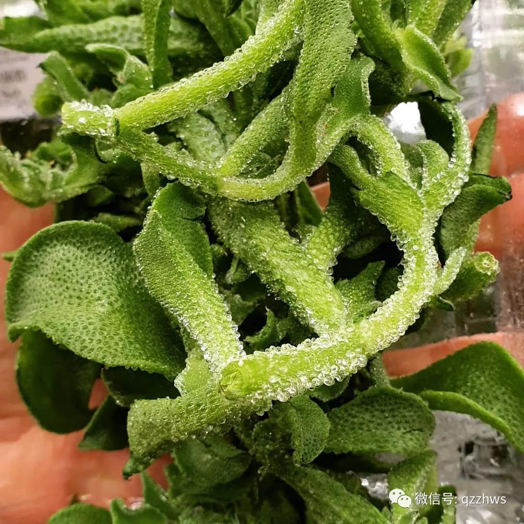 一种新型蔬菜水晶冰菜的栽培技术还有它的种植前景分析