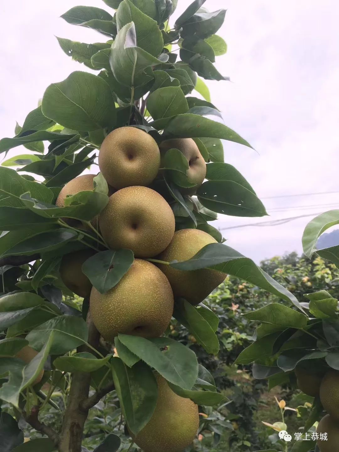 恭城本地翠冠梨上市隔壁那老几卖得还可以你家梨子卖几多钱