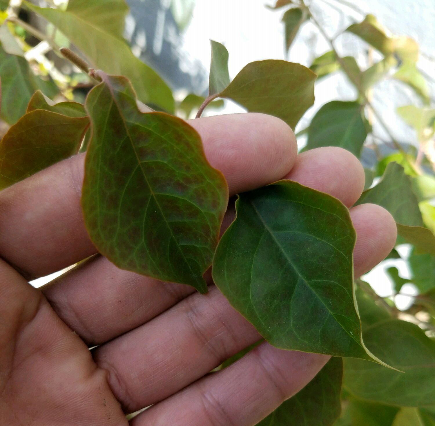 原创三角梅的叶子上有很多红斑是怎么回事夏季怎么养护开花的三角梅