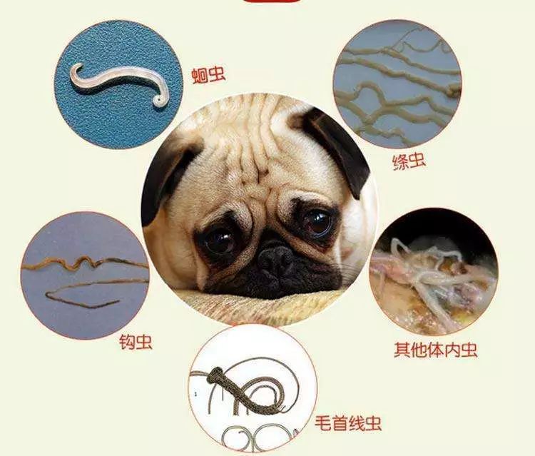 寄生虫的意思 来自搜狐网