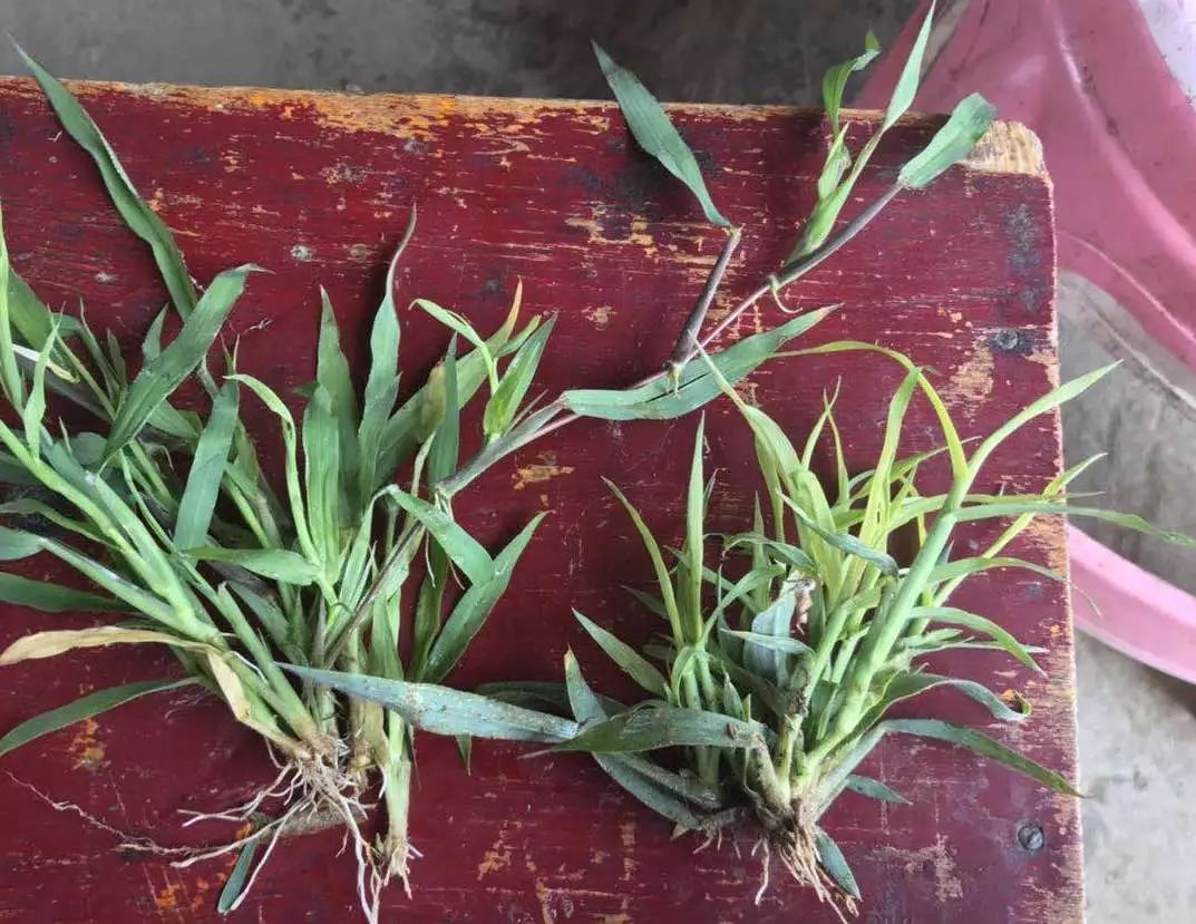 旱直播稻播种,出苗高峰期,天气偏干旱,雨水少,田间马唐等杂草容易发生