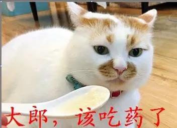 猫咪大郎该吃药了搞笑图片