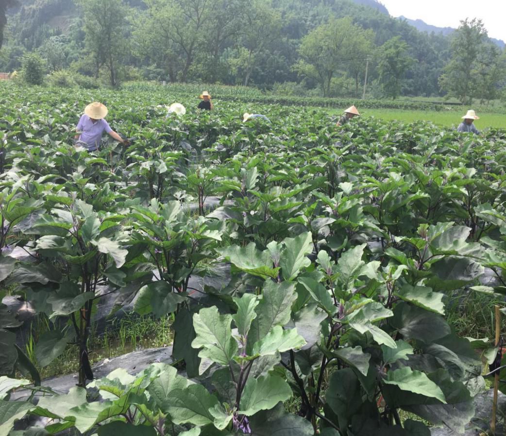 【产业发展】大河镇合江村茄子喜迎丰收