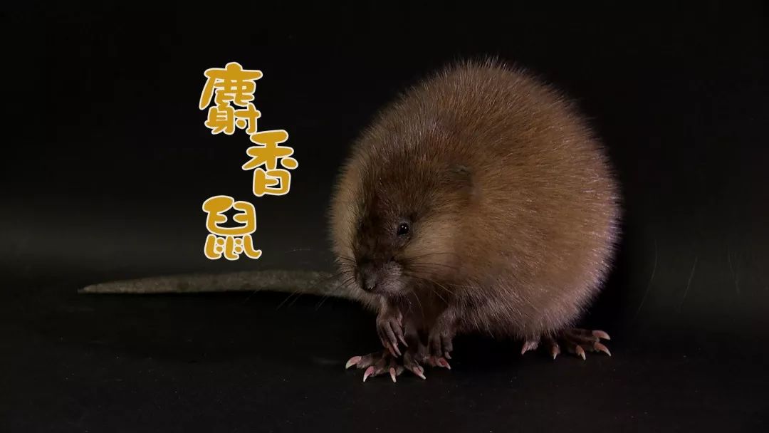 麝香鼠的原产地是北美洲,王振英就按照国外的养殖模式,筑窝搭巢,喂