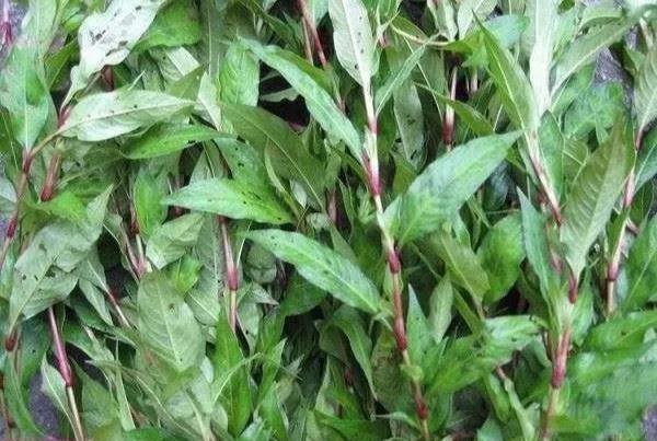 想必一些经验丰富的农民朋友已经猜到了,没错它就是"辣蓼(liao三声)"