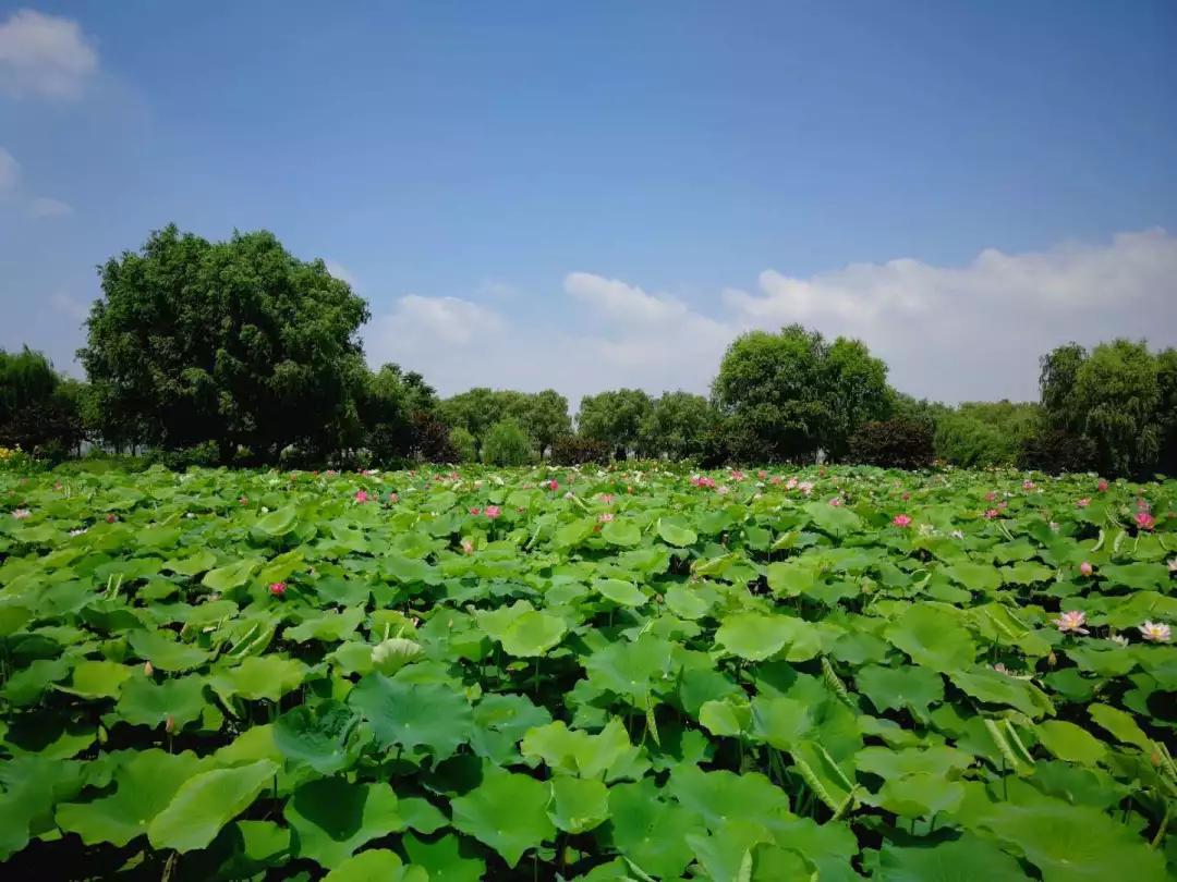 宝应荷园赏荷花旗袍秀坐游船