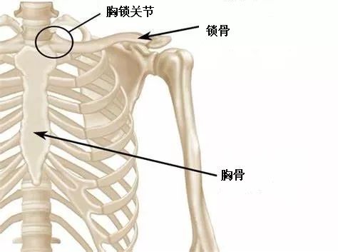 胸骨头与锁骨头的位置图片