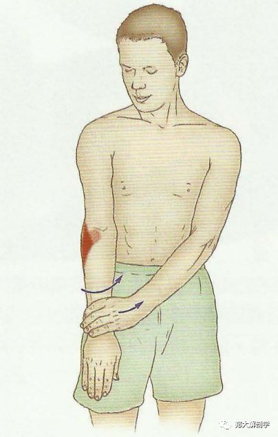 患者利用另一只手将右前臂完全旋前6 拇长展肌:受检者腕掌关节与手掌