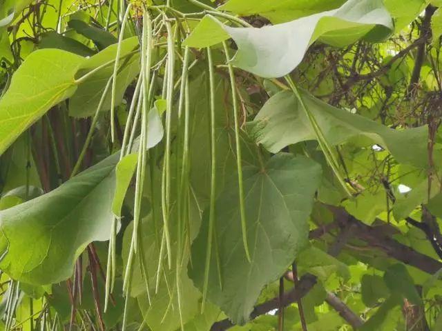 围观安阳惊现大树上长豆角您见过吗