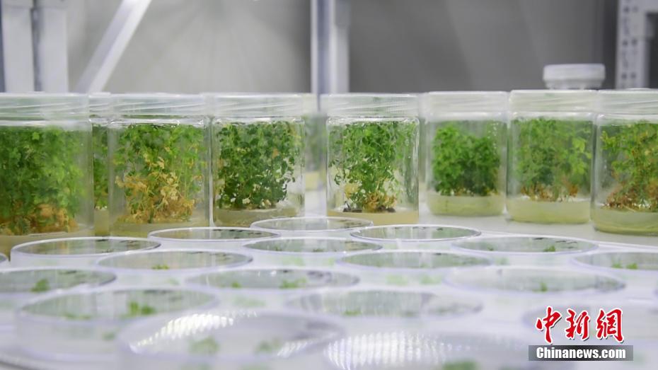 探访青蒿国家种质资源库 种子零下80度保存期限可达50年