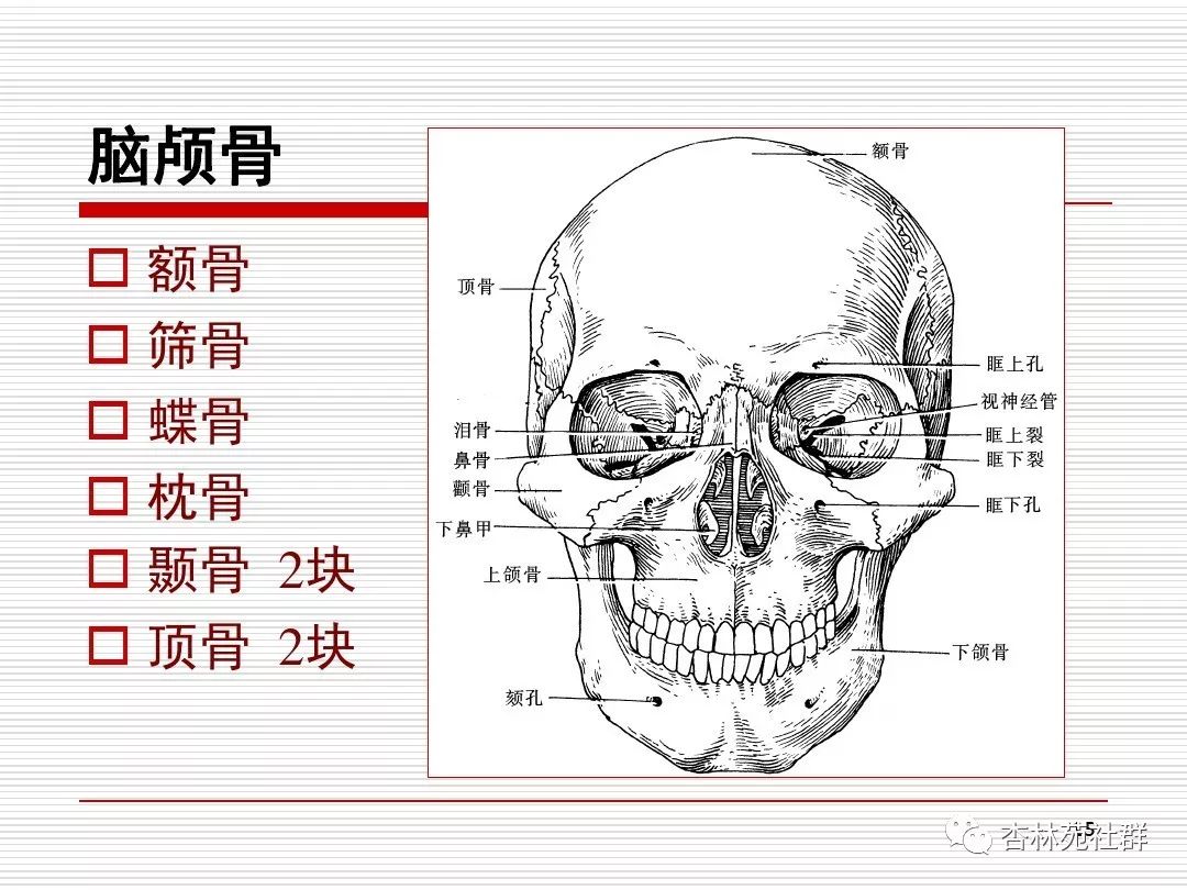 头颅正面解剖图图片