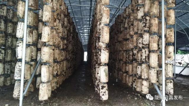 黑木耳栽培种植示范基地中一眼望不到边的二十万根香菇菌棒静静摆放