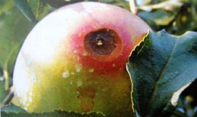 高温高湿季节苹果园需防三种病害日灼炭疽红蜘蛛
