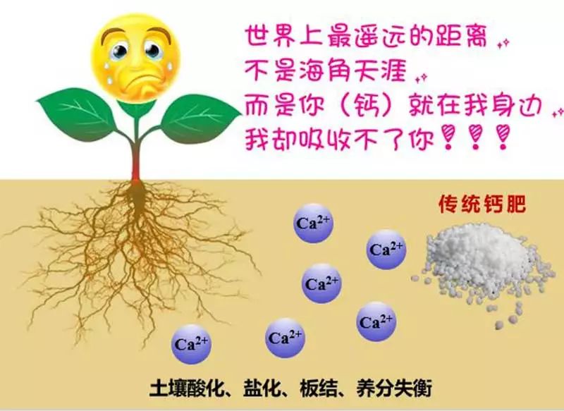 給作物補鈣,富泰威特貝鈣vs傳統鈣肥,誰更勝一籌?