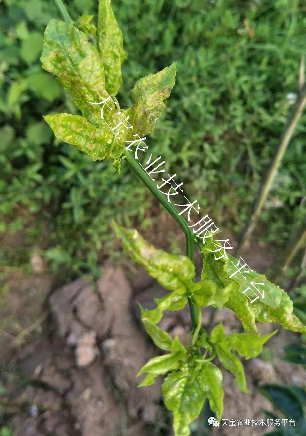 百香果卷叶落果皱皮啥原因