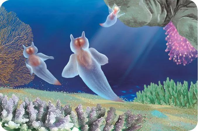 海洋科普768冰海小精灵海天使