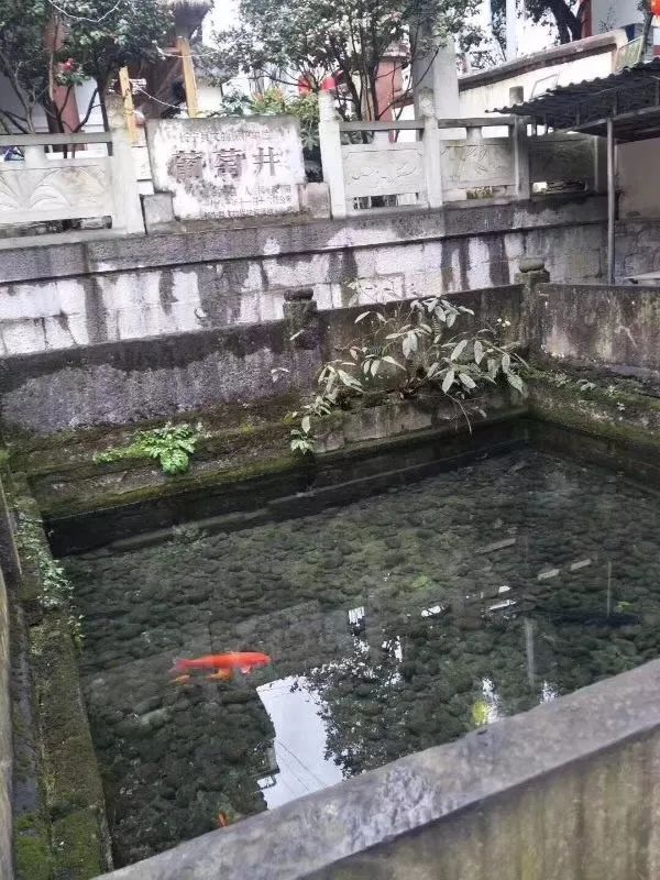 千年葡萄井一夜枯竭后重新蓄水啥原因专家可能完全恢复