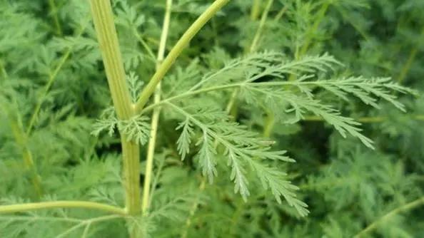 青蒿素与疟原虫之战屠呦呦跨越千年的缠斗