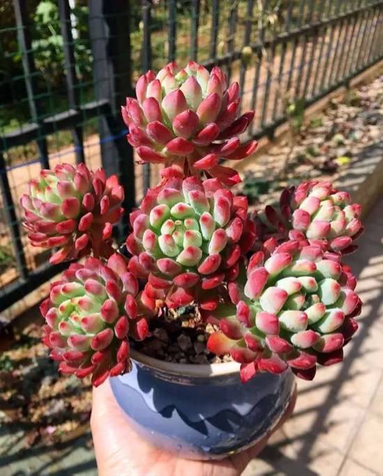 270种常见多肉图谱一分钟认全