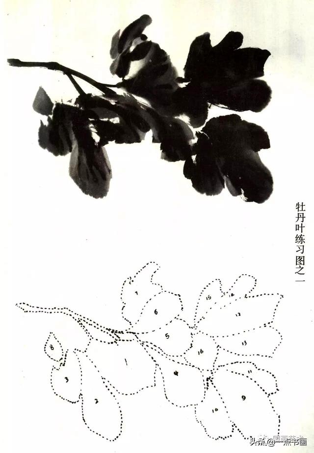 牡丹花很多叶子画法图片