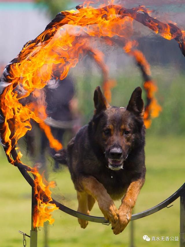 对了,还有跳火圈,说起来都是泪.