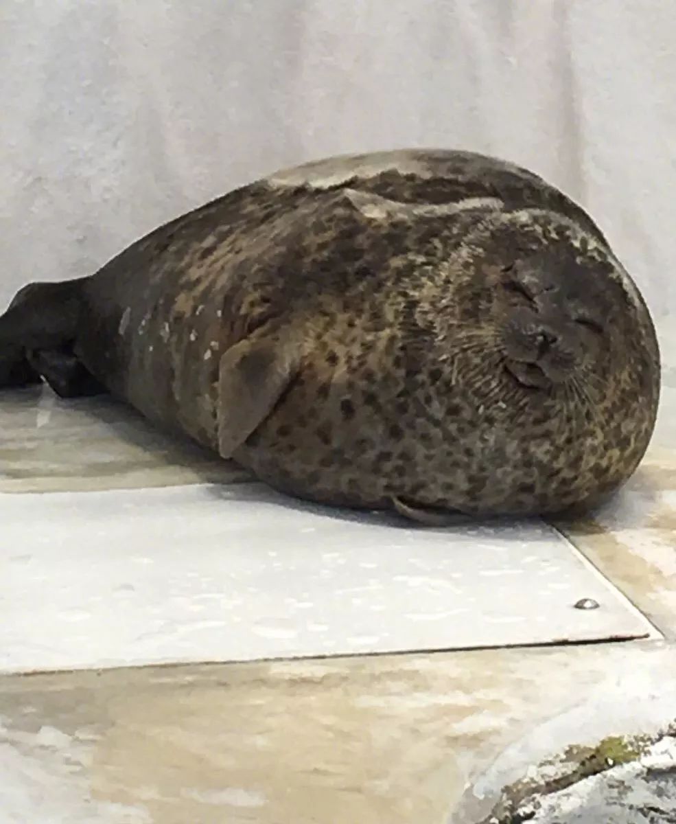 "yuki" 是日本大阪水族馆里的一只海豹完整的眼鏡王蛇骨架吉拉毒蜥体