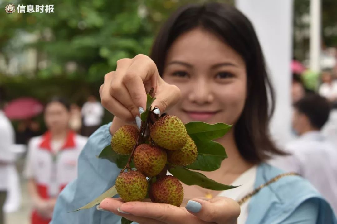 55元/斤!广州本地荔枝"有点贵"?敞开肚皮吃荔枝,就吃这些吧…_产量