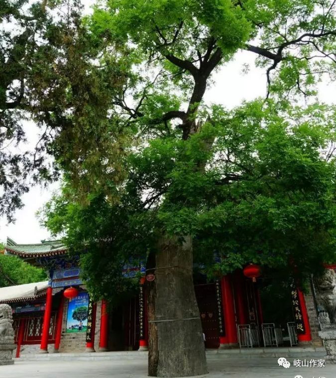 赵玲萍:("根在岐山"征文·31)古木葳蕤 飘风自南_甘棠