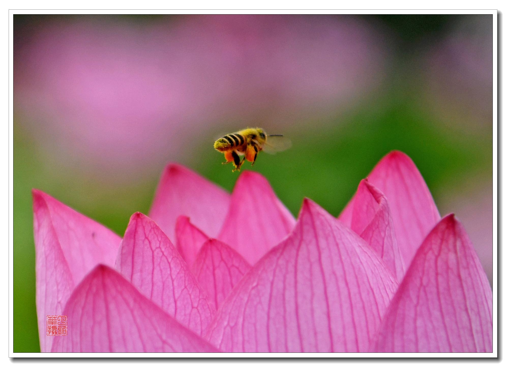 原创荷花才展红颜色早有蜜蜂来采蜜