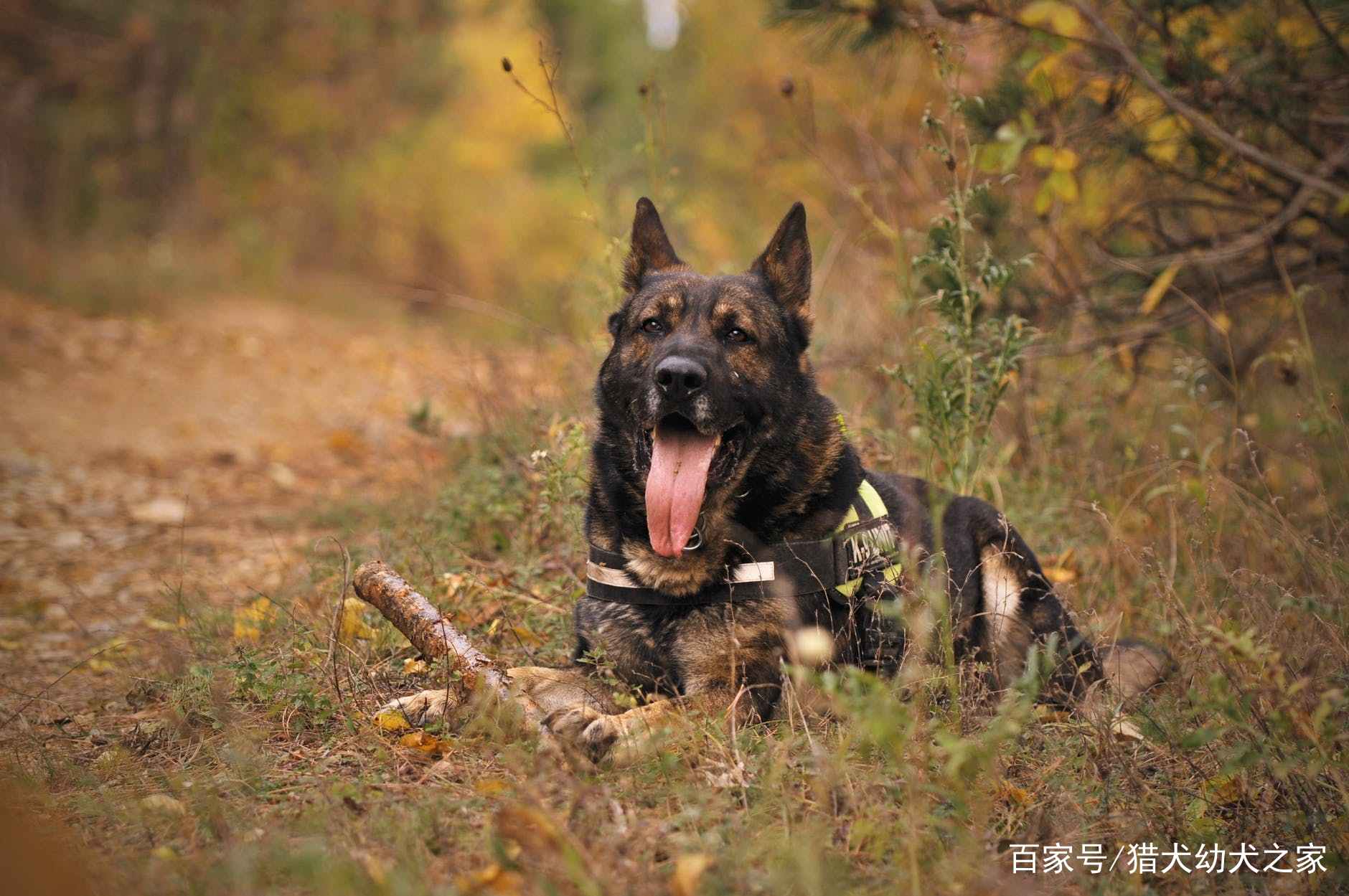 德国牧羊犬得了皮肤病该怎么办猎犬幼犬之家