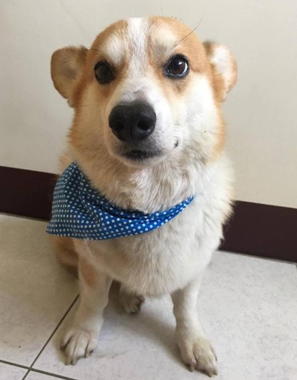 狗狗爱翻垃圾桶捣乱 主人用秘密武器教训 狗狗的笑容逐渐 留言道