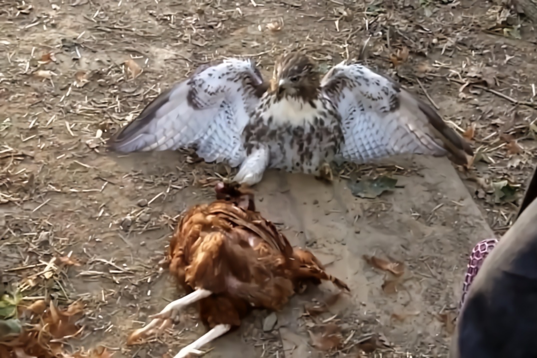 老鹰偷鸡不成反被公鸡缠住无法动弹公鸡我死了你别想逃