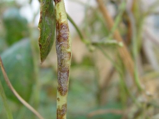 原创豇豆白粉病重发,该如何防治?科学防治从早做预防措施开始